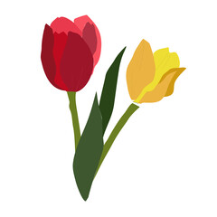 red and yellow tulips