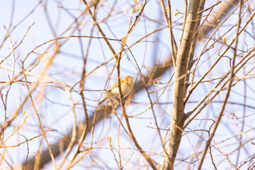 A leaf warbler perched among the branches of some riverside bushes. Taken in Burgos, Spain, in February 2021
