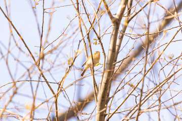 A leaf warbler perched among the branches of some riverside bushes. Taken in Burgos, Spain, in February 2021