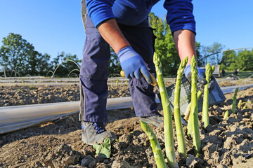 Agricultural asparagus harvest: Workers harvesting green asparagus