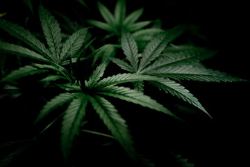 marijuana lesves on a black background have copy space.