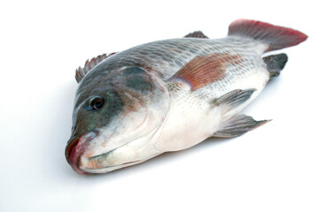 Tilapia fish on white background.Nile tilapia originated from Japan.