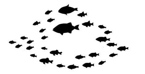 Silhouettes of groups of  fishes on white. Vector
