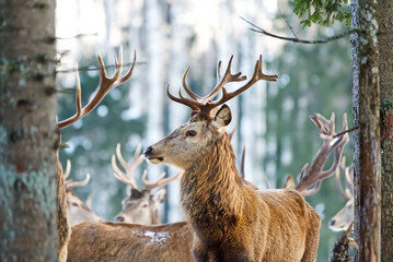 Red deer in winter forest. wildlife, Protection of Nature. Raising deer in their natural environment.