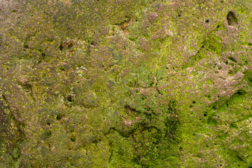 Textured background in the form of moss on the stone