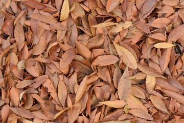 Leaf is Autumn background with red & yellow leaves.( Farm in Taiwan)