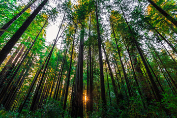 Fototapeta na wymiar Sunrise in the Redwoods, Redwoods National and State Parks, California