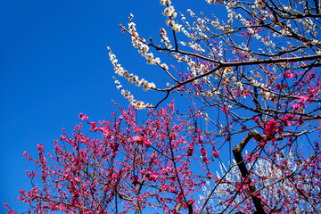 紅白梅　府中郷土の森公園｜青空にくっきり、鮮やかに咲き誇る紅白の梅の花に清々しさを感じました