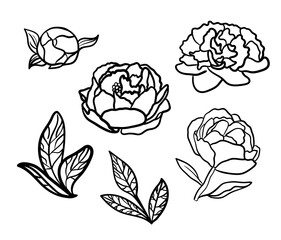 Vector illustratione cute peonies, set black and white isolated on white background for advertising