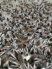 birds wildlife ducks nature pond
