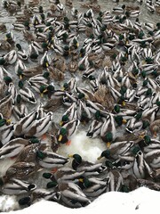 birds wildlife ducks nature pond