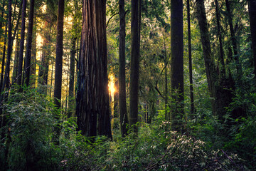Obraz premium Sunrise in the Redwoods, Redwoods National and State Parks, California