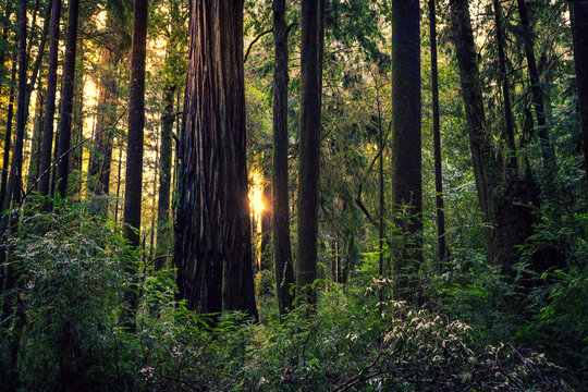 Sunrise in the Redwoods, Redwoods National and State Parks, California © Stephen