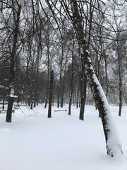 winter, snow, forest, tree, cold, landscape, nature, frost, trees, white, park, woods, season, snowy, ice, path, frozen, scene, sky, wood, road, blue, birch, frosty, day