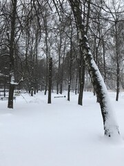 winter, snow, forest, tree, cold, landscape, nature, frost, trees, white, park, woods, season, snowy, ice, path, frozen, scene, sky, wood, road, blue, birch, frosty, day
