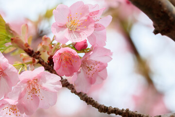  河津桜　接写　見帰りの滝付近　佐賀県唐津市