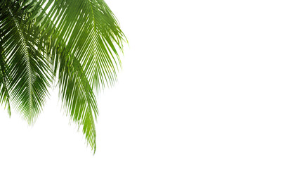 Green palm leaves white background isolated closeup, palm leaf corner border, palm branches frame,...
