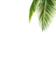 Fototapeta na wymiar Green palm leaves white background isolated closeup, palm leaf corner border, palm branches frame, palm tree, tropical foliage banner, exotic pattern, decoration, design element, empty text copy space