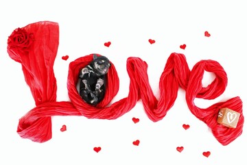 puppy miniature schnauzer sleep in red heart isolated on white 