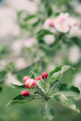 Spring flowers banner. Spring renewal, nature in spring, flowers, blooming, new life, pink flower, sakura blossom