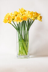 spring narcissus flowers on vase isolated