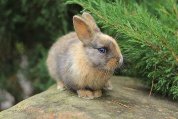 tricolor rabbit with blue eyes sitting on a rock.