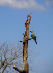 european Roller  on branch