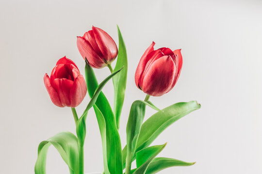 spring red tulip flowers isolated