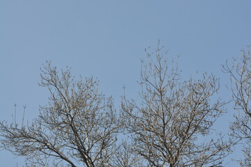 Fototapeta premium Trees in winter against the blue sky