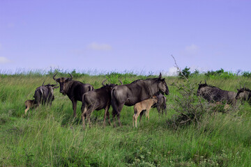 herd of wildebeest
