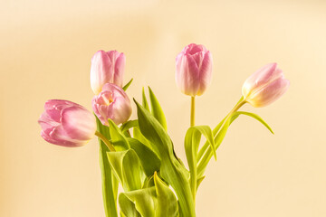 spring pink tulip flowers in glass vase isolated