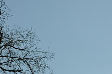 Obraz premium Trees in winter against the blue sky