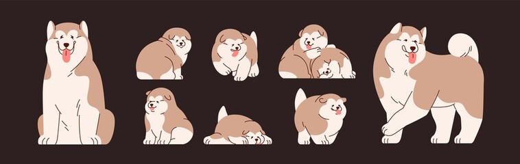 Set of isolated Alaskan Malamutes. Cute and funny Chinese dogs and puppies. Happy doggies sitting, standing, running and sleeping. Colored flat vector illustration of adorable pets with tongue out