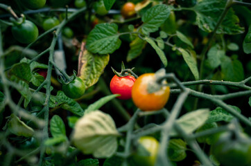 tomatoes in the garden