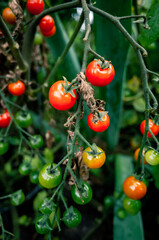 red tomatoes on vine