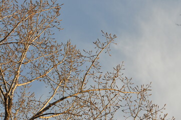 Trees in winter against the blue sky