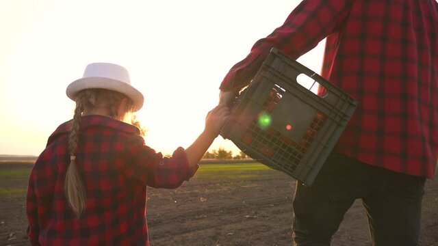 Farmer and happy family. Senior farmer in wheat field with box of vegetables. Happy family in field at sunset. Senior farmer with his family is harvesting. Happy family hiking. Farmer checks the crop