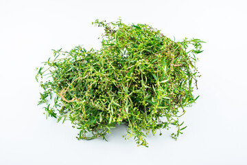 Obraz na płótnie Canvas Fresh Chinese Herbal Medicine Snake Grass