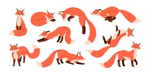 Set of cute red foxes with black paws isolated on white background. Happy funny forest animal running, sitting, hunting, sniffing, sleeping, relaxing and stretching. Colored flat vector illustration