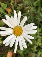 Fototapeta premium flower, daisy, nature, white, yellow, summer, plant, green, spring, macro, garden, flowers, beauty, camomile, blossom, petal, bloom, chamomile, flora, grass, petals, beautiful, meadow, floral, closeup