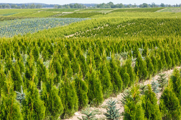 rows of young conifers in greenhouse with a lot of plants on plantation