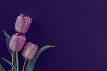 pink tulip flowers isolated on black background
