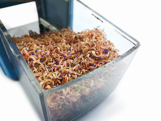 Wood chips from the pencil sharpener In a clear plastic box With a pencil sharpener.