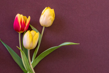 red and yellow tulip flowers, brown background, copy space