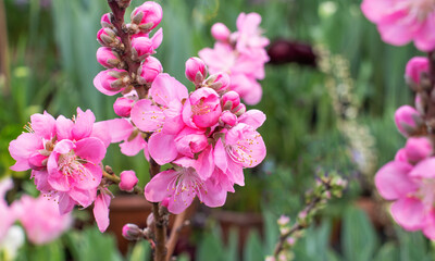 Obraz premium Pink cherry flowers in the garde, Sakura blooming in spring