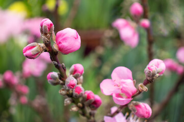 Pink cherry flowers in the garde, Sakura blooming in spring