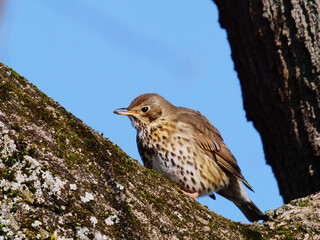 song thrush perching on a branch in sunshine