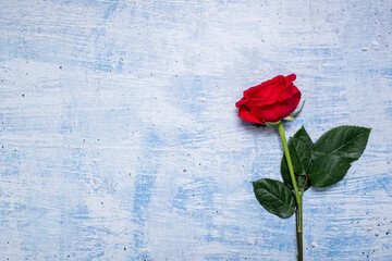 Single red rose on a blue textured background with copy space and room for text