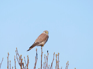 falcon perching on top of a branch in sunshine