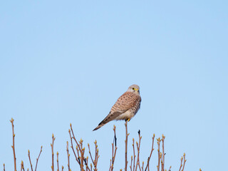 falcon perching on top of a branch in sunshine